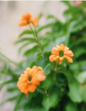 季節の花のダミー写真